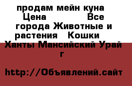 продам мейн куна › Цена ­ 15 000 - Все города Животные и растения » Кошки   . Ханты-Мансийский,Урай г.